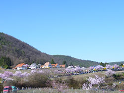 Ferienhaus Weinhäusel